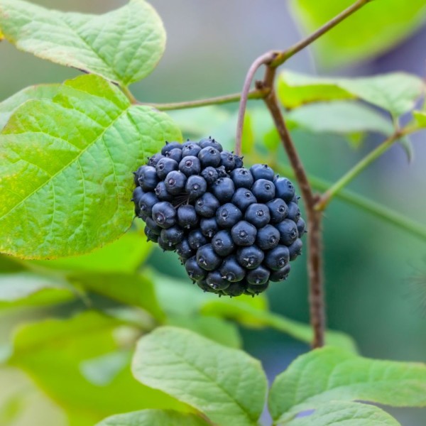 Eleuthérocoque BIO* (ginseng sibérien)