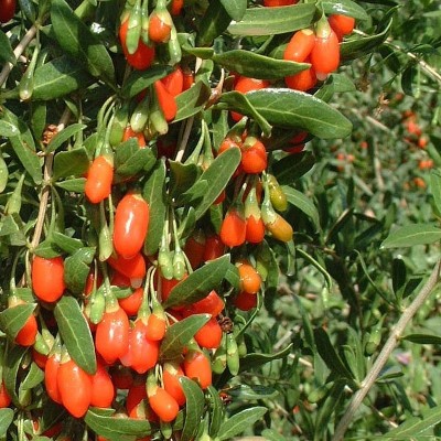 Baies de Goji