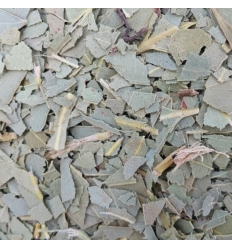 Eucalyptus feuilles coupées